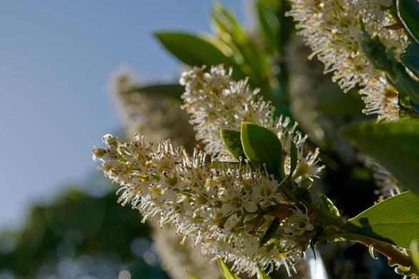 the light shines through some white flower buds with green leaves against a blue sky