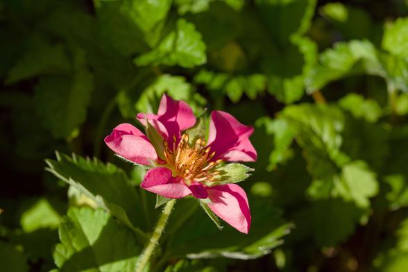 profile view of a small pink and green flower with many green leaves behind it