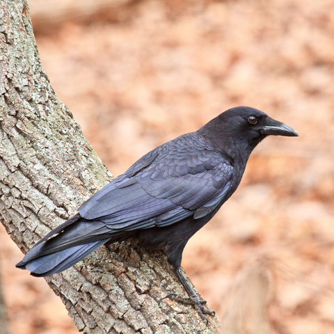 Corvus brachyrhynchos (known as American crow) standing on a branch and slightly turning its head to the side.