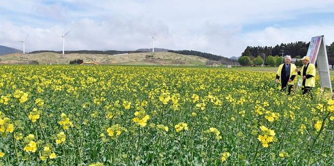 横浜で菜の花開花、弘前など夏日／青森県内2日｜青森県｜青森ニュース｜Web東奥 - 東奥日報社