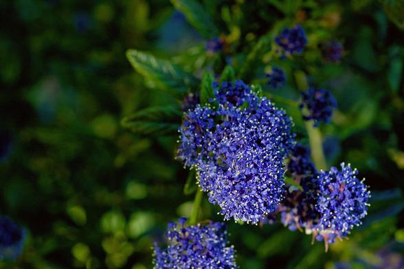 fun tiny purple flowers in the sunlight have bright yellow tiny buds