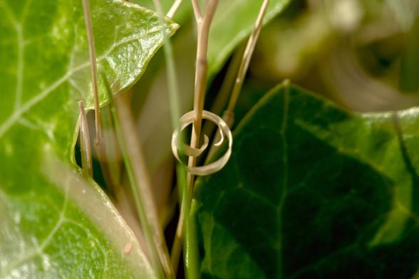 very close shot of a leaf stem with a spirla of plant tissue wrapped around among green leaves