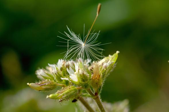 a single dandilion seed alights upon a cluster of small flowers