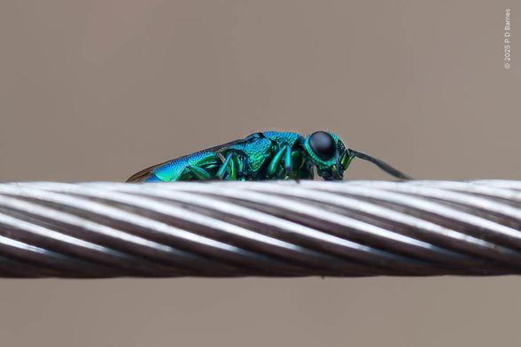 A brilliant metallic blue-green wasp sitting on steel wire. The wasp is only a few millimetres long.