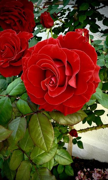 A rose practicing bright red against dark green, with side lighting and shadow defining the rose so it is full and gorgeous. The technique of imagining monochrome in this case provides less total contrast like an oil painting. 

Photographer retains copyright (c)2025 R.S.