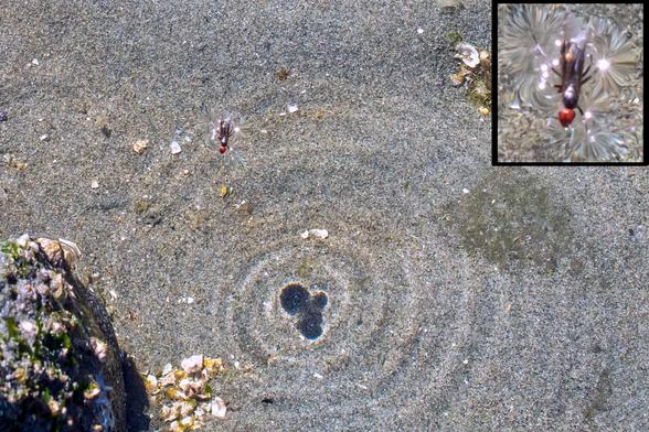 A red-headed, winged ant, on the surface of water over sand. Her struggles have made circles that fill almost the whole area. In the centre of the circles, her dark shadow is ringed with light. An inset, upper right, enlarged, shows the radiating lines around her footprints. In the lower left corner, there's a rock, with barnacles.