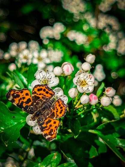 A Map Butterfly perched delicately on a cluster of small, white flowers. The butterfly's wings display a striking pattern of orange with irregular black markings. The butterfly is positioned centrally on one of the open white flowers, its dark body contrasting with the pale petals. Several other unopened flower buds, some with a hint of pink, surround the open blossoms, adding depth to the image. Lush green leaves provide a verdant backdrop.