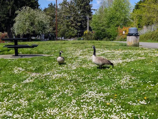 Two geese walking around on the grass at Echo Lake Park, Shoreline, WA.