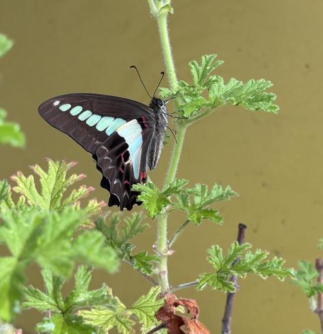 A swallowtail butterfly with a bright blue line running down its black wings is perched on a geranium stem.