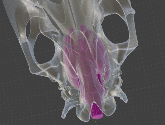 Screenshot of a 3d model of a horse skull and brain. The skull is white and somewhat translucent, so you can see the bright pink brain inside. Bottom view, cropped to the back part of the skull where the brain is located. Shows some of the structures on the underside of the skull and brain.