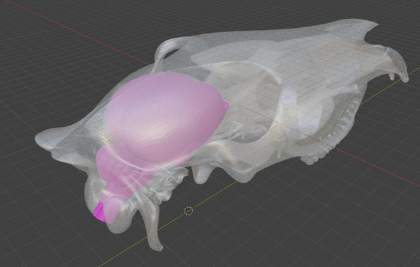 Screenshot of a 3d model of a horse skull and brain. The skull is white and somewhat translucent, so you can see the bright pink brain inside. Back/top-ish view, so the brain is kinda prominent.