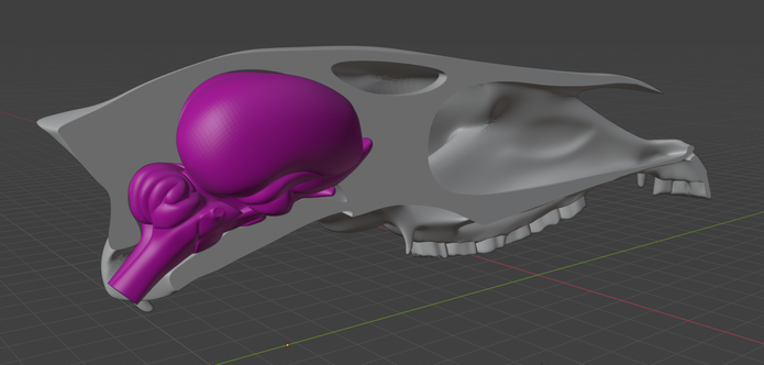 Screenshot of a 3d model of a horse skull and brain. The skull is white and cut in half, down the middle, so you can see the bright pink brain inside. Side view, angled a bit so the brain is more prominent.