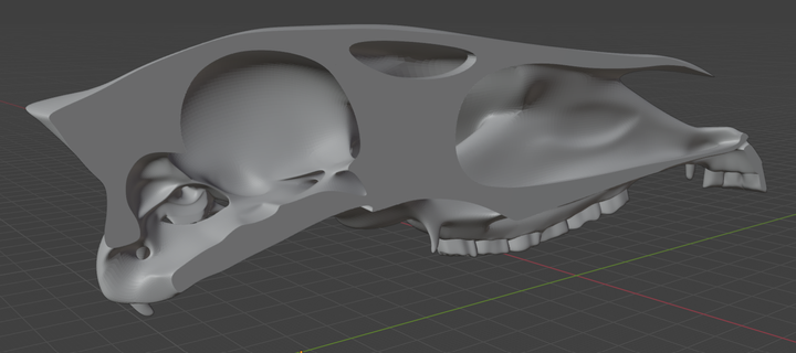 Screenshot of a 3d model of a horse skull. The skull is white and cut in half, down the middle, so you can see the cavity where the brain goes inside. Side view, angled a bit so the brain area is more prominent. This is the same as the previously picture, but without the brain.