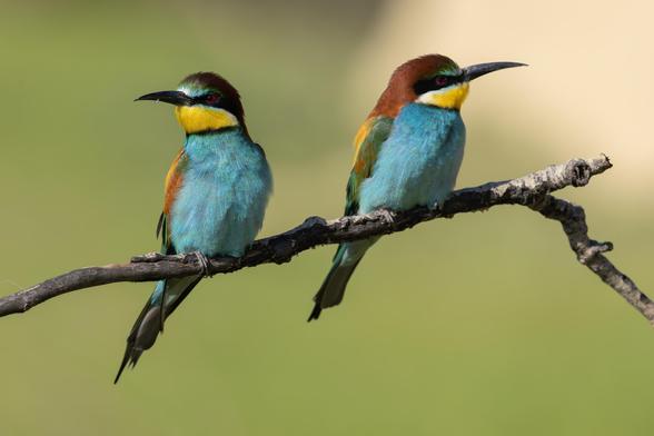 2 Bienenfresser, Vögel, auf Ast