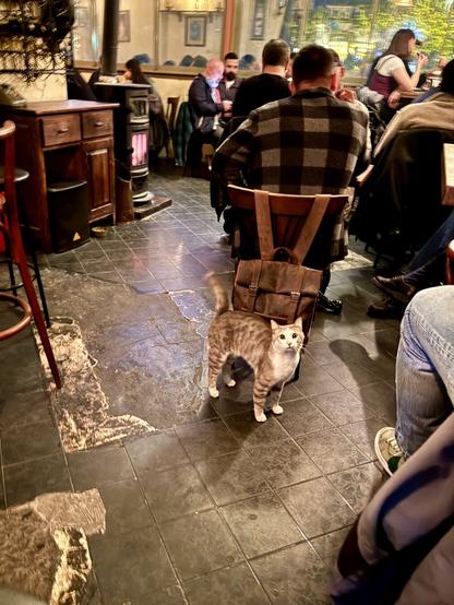 A cat looking at the camera in a busy pub