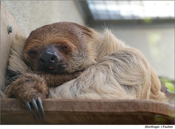 Toe-toes sloth sleeping on a ledge