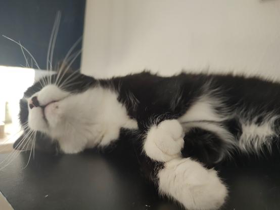 Der Kater Phips liegt auf der Seite auf einem Schreibtisch und genießt das er gerade gekrault wurde