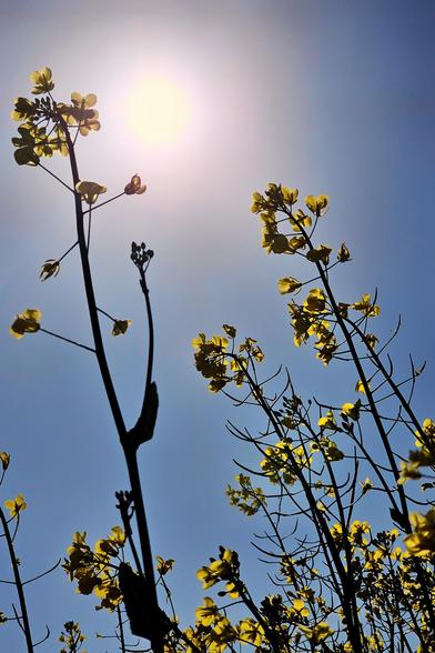 A low-angle photograph captures the silhouette of rapeseed stalks, adorned with vibrant yellow flowers, reaching towards a bright sun set against a clear blue Irish sky.