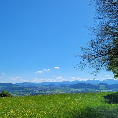 Eine Wiese mit Blumen. Von dort Blick zu den Bergen. Ein blauer Himmel mit ganz wenigen Wolken.