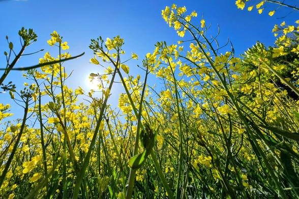 A low-angle photograph looking upwards through a dense field of tall green rapeseed plants with vibrant yellow flowers against a clear, bright blue sky. The sun is visible, shining through the flowers and stalks.