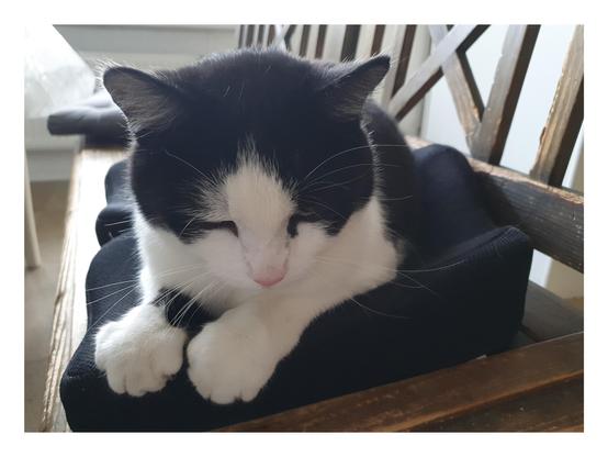 Kater liegt auf der Bank gemütlich auf meinem ergonomischen Rückenkissen.