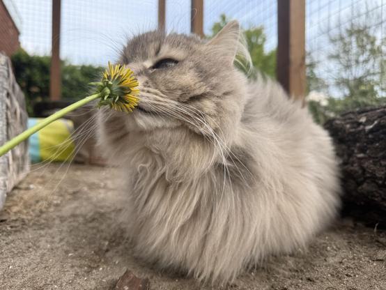 Closeup of a grey Siberian cat sniffing a dandelion. He is lying on the ground inside a catio with the catio net in the background. His nose is buried in the flower, eyes narrowed, in order to really get the full experience.