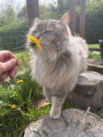 Closeup of a grey Siberian cat sniffing a dandelion. He is standing on a couple of tree stubs inside a catio with the catio net in the background. A human hand is holding the flower in the left side of the photo. Knold’s nose is up close to the flower in order to really get the full experience.