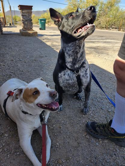 Two dogs enjoying a treato break during their walkies
