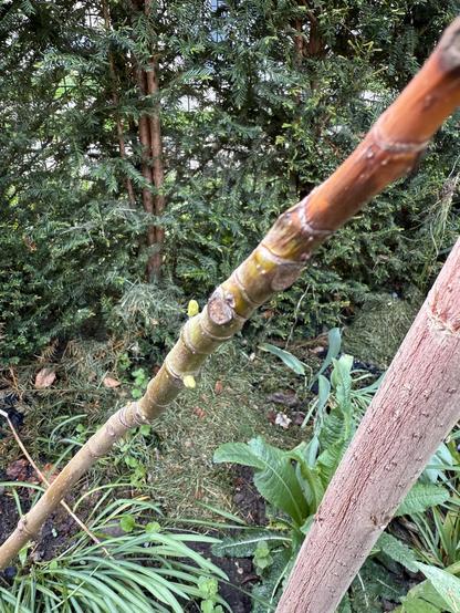 Ein halberfrorener Ast der Baumarktfeige mit ersten grünen Minitrieben