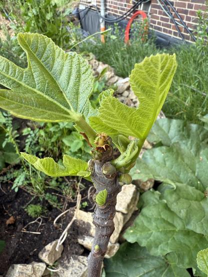 Triebe der Wiener Feige Madeleine, Blätter und Minifeigen, dahinter Baustelle