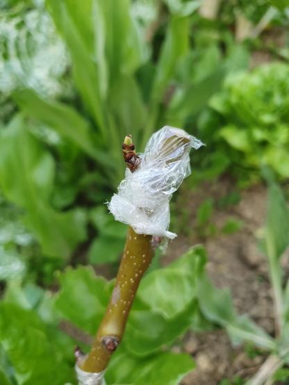 Die Knospen am Birnenreiser beginnen aufzubrechen.