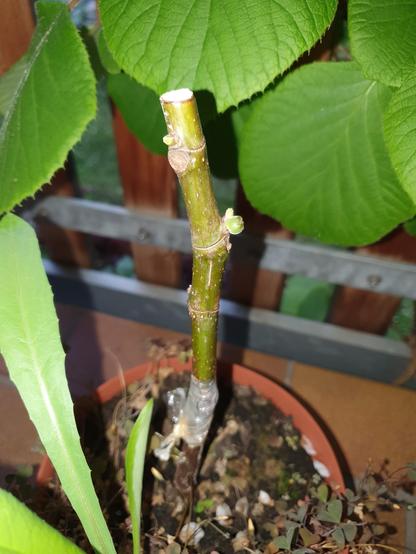 Veredelte Feige, der Reiser treibt aus. Der Ansatz einer Frucht ist auch schon zu sehen.