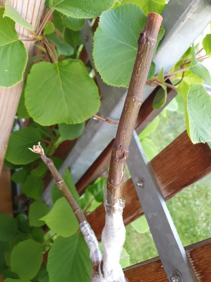 Vertrocknetes Edelreis an einer Feige.