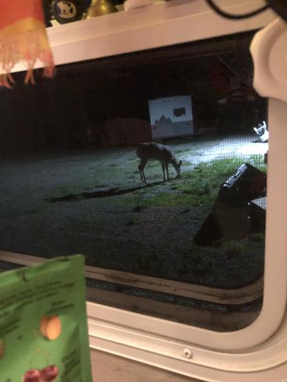 A deer eating grass from a gravel driveway outside my RV window. There is farm equipment and another camper in the background.