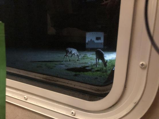But now there are two deer. The grid from the bug screen is giving texture to the scene.