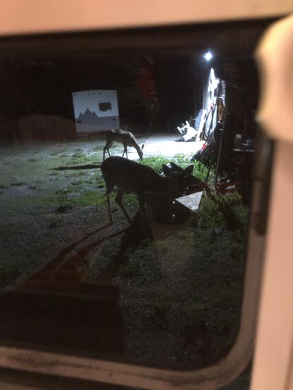 One of the deer is closer in this one, headed between the farm equipment and the window. The other eats in the background.