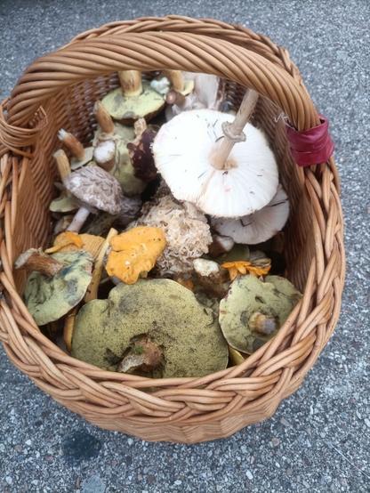 blick von oben in einen weidenkorb mit henkel der voll ist mit verschiedenen pilzen, die meisten liegen mit der unterseite nach oben.