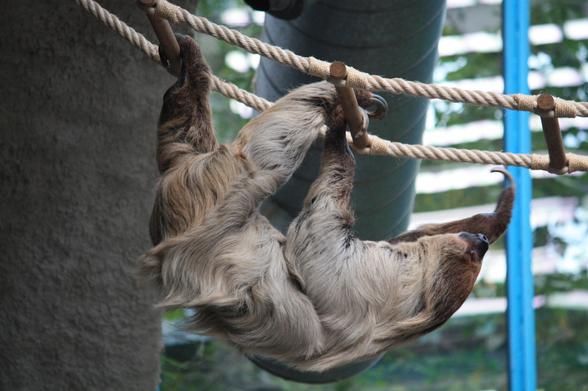 Its a really cute toe-toed sloth. there is a Rope ladder that is stretched horizontally and the sloth is cliping upside down on it. THe picture is taken in a zoo, becouse in the back you can see trees and the wall of a glasshouse.