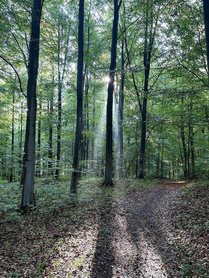 The image depicts a serene forest scene. It shows a trail covered with fallen leaves winding through tall, slender trees. Sunlight is filtering through the foliage, creating a beautiful pattern of light and shadows on the forest floor. The sunbeams also illuminate some mist or haze, adding a mystical quality to the atmosphere. The trees are densely packed and exhibit lush green leaves, suggesting that this photo was taken in late summer or early autumn. The overall mood is tranquil and inviting, perfect for a peaceful walk in nature.