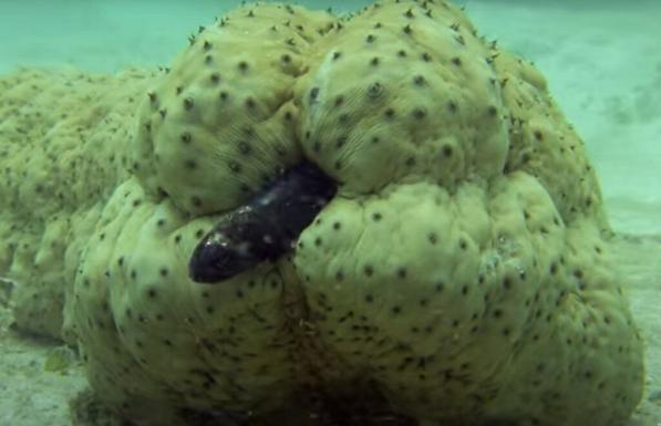 pearlfish-le-poisson-thermometre-ou-poisson-d-anus-de-concombre-de-mer-1