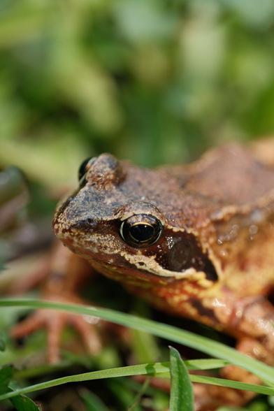 Der Kopf eines Frosches in Nahaufnahme