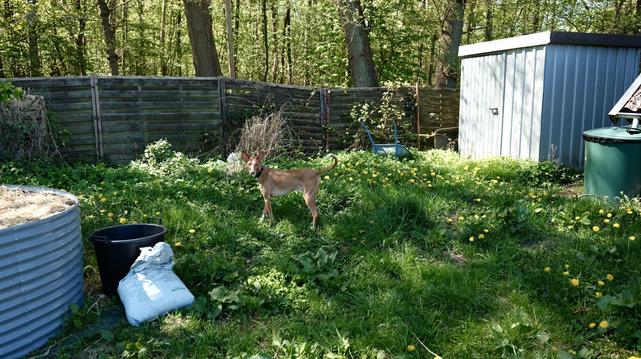 Ein Teil von Frogland: Man sieht Wildwuchs, Löwenzahnblüten, den Gartenzaun und dahinter das Moor. In der Bildmitte steht mein Podenco canario Luchs