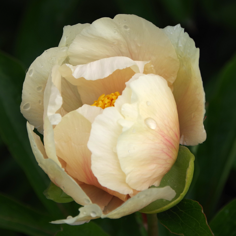 Zartgelbe fast geöffnete einfache Blüte mit zarter roter Zeichnung und gelben Staubgefäßen.