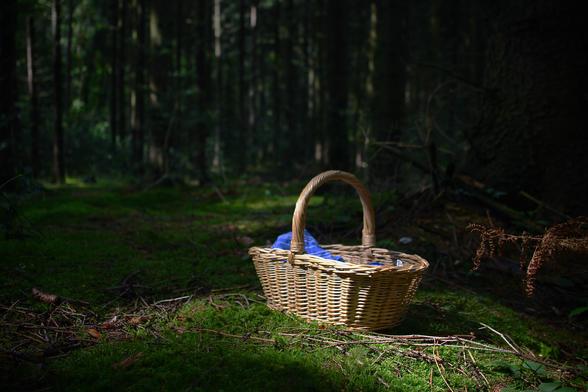 das bild zeigt einen geflochtenen korb mit tragegriff, der auf einem moosbewachsenen waldboden steht. der korb ist hellbraun und enthält ein blaues, liniertes tuch. der hintergrund ist ein dunkler wald, der den korb umgibt. das licht fällt von oben auf den korb und den waldboden, sodass der korb gut beleuchtet ist, während der wald im schatten liegt. die szene wirkt ruhig und geheimnisvoll.