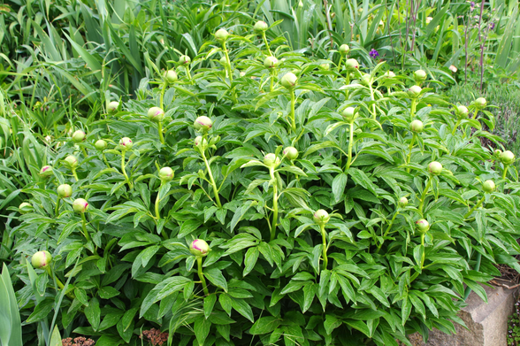 Staude mit vielen runden Knospen.