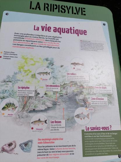 Paneau  sur la vie aquatique
Ripisylve
