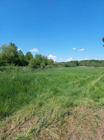 Vue arborée herbeuse, boueuse et ciel bleu légèrement moutoneux