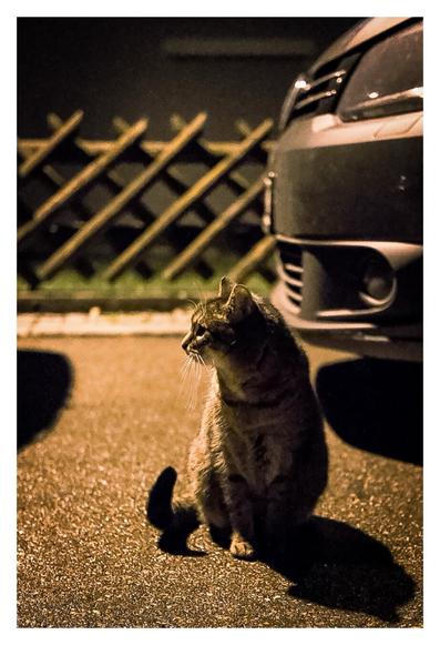 Foto im Hochformat. Nachts, eine Katze sitzt auf dem Boden und schaut nach links. Hinter ihr die Stoßstange eines Autos und ein Holzzaun. Die Kamera ist auf Höhe der Katze. Sie wird von links oben von einer Straßenlaterne beschienen, rechts unten ihr ihr Schatten.