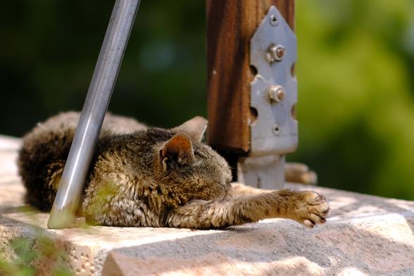 Photo of sleeping tabby cat on a wall.
