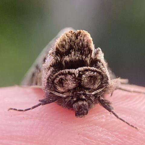 Front on shot of Spectacle moth.  He has a furry snout (palps) two white rings that resemble spectacles and wiry antennae which resemble an old-fashioned moustache. He also has a gingery mohican tuft.  It reminds me of an old WW2 RAF pilot.